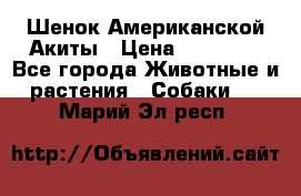 Шенок Американской Акиты › Цена ­ 35 000 - Все города Животные и растения » Собаки   . Марий Эл респ.